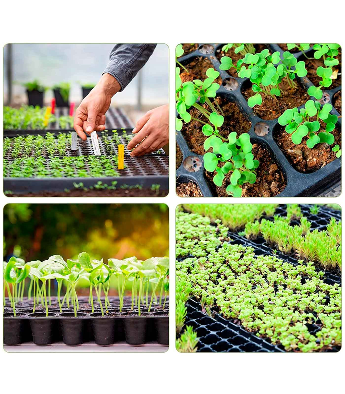 Tradineur - Pack de 3 semilleros de plástico, 30 plantas, bandejas de  germinación con agujeros, crecimiento, propagación, cultiv