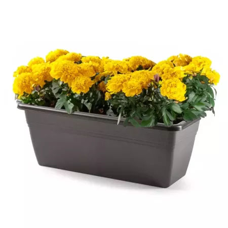 Jardinera Antracita 40 cm Polipropileno para Jardín y Hogar