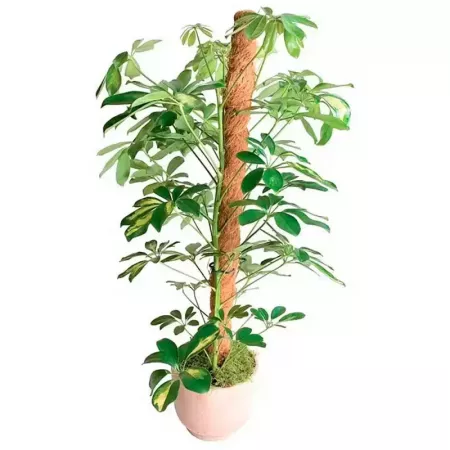 Tutor de Madera con Fibras de Coco 45,5 cm - Soporte Natural Tutor de Madera con Fibras de Coco 45,5 cm - Soporte Natural