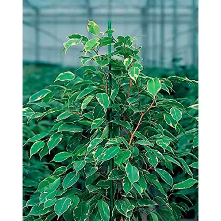 Tradineur - Tutor de bambú plastificado, varilla, guía para plantas, flores, tomates, caña de jardín, estaca para huerto (Verde,
