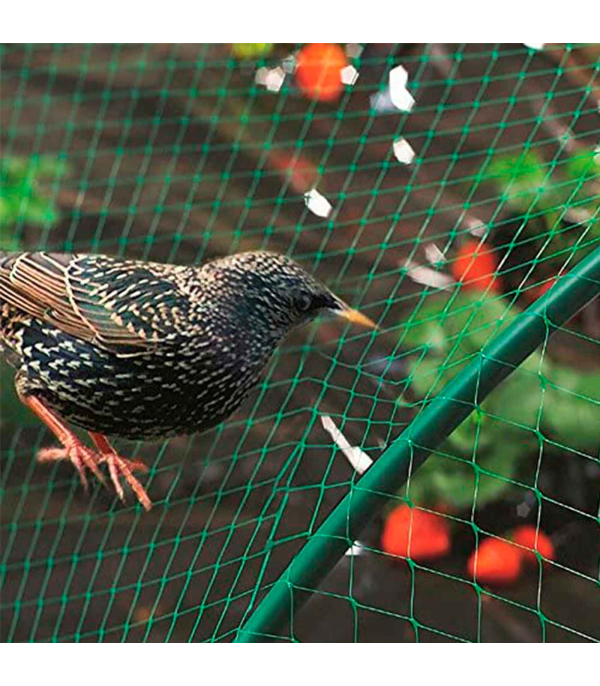 Tradineur - Malla anti pájaros de plástico, red de protección contra  animales, aves, proteger frutas, plantas, árboles, jardín