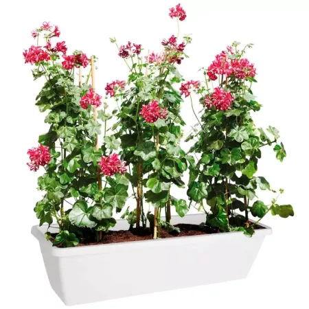 Tradineur - Jardinera de plástico sin plato, Modelo PLFT, tiesto, macetero de polipropileno, recipiente para plantas, flores, ba